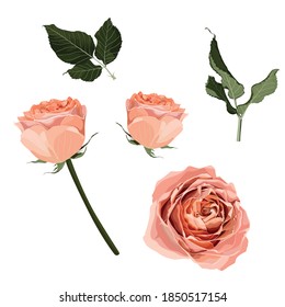 Garden peach, creamy, orange Rose with leaves set illustration for you design.