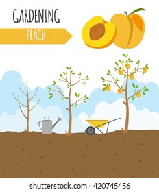 Garden. Peach. Plant growth. Vector illustration