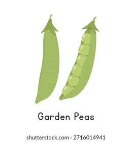 Ilustración vectorial Garden Peas. Clipart de dibujos animados de guisantes de jardín, vegetal en estilo plano. También se llama Guisantes ingleses, Guisantes verdes, Guisantes de concha o Pisum sativum. Concepto de leguminosa. Diseño común del Vector vegetal