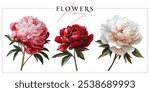 Garden peony flowers isolated on a white background. Vintage painting style illustration.