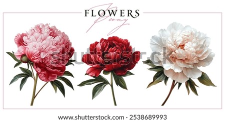 Garden peony flowers isolated on a white background. Vintage painting style illustration.