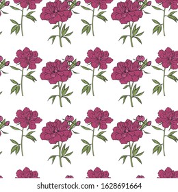Garden peony seamless hsnd-painted vector pattern