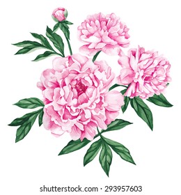 Garden Peony Watercolor Hand Painted Isolated Stock Vector (Royalty ...