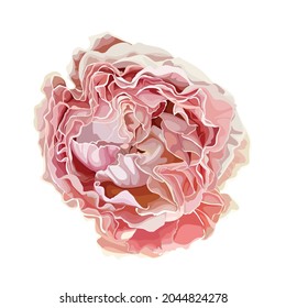 Garden pink Rose illustration for you design.