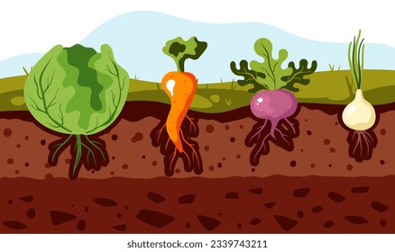 Garden plant root vegetable grow crop agriculture concept. Vector graphic design illustration