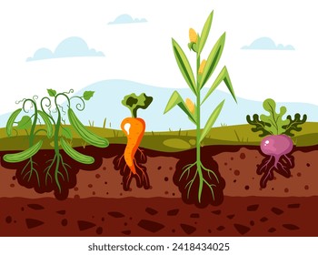 El concepto de agricultura de cultivo de raíz vegetal de huertas. Ilustración del diseño gráfico del vector