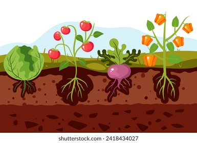 Garden plant root vegetable grow crop agriculture concept. Vector graphic design illustration