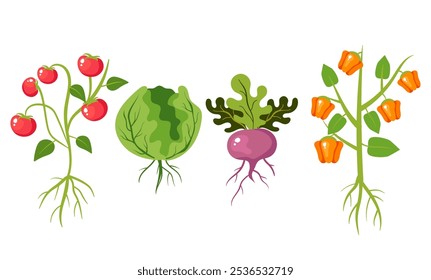 Gartenpflanze Wurzel Gemüse Anbau Ernte Landwirtschaft Konzept. Vektorgrafik-Designgrafik