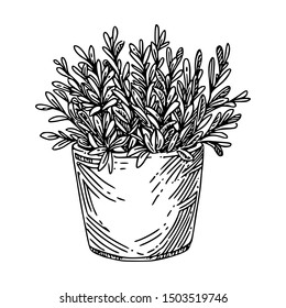 Garden Plant. Sage In Large Pot. Sketch. Engraving Style. Vector Illustration.