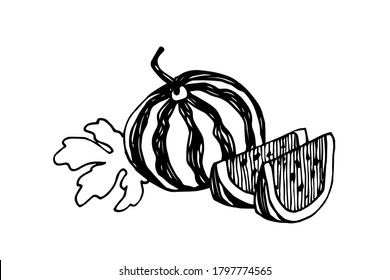 garden plant, sweet fruit, watermelon with slices & leaves, season food, vector illustration with black ink contour lines isolated on a white background in a doodle & hand drawn style