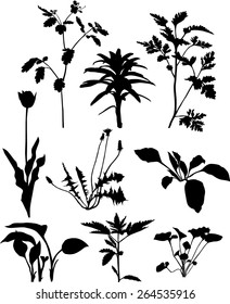 Garden plants 