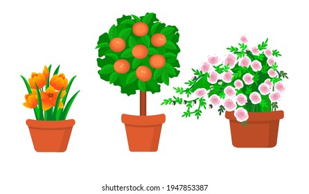Garden plants in pots flat vector illustration set.Rose bush, tulips and citrus tree isolated botanical design elements.Yellow and pink flowers with stems and leaves on a white background.