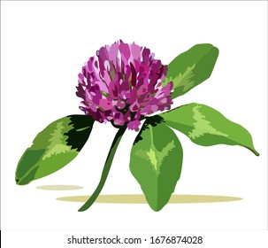 Garden plants. Summer flowers. Red clover.