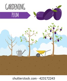 Garden. Plum. Plant growth. Vector illustration
