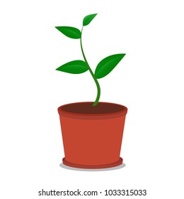 Garden pot plant isolated. Vector illustration of garden