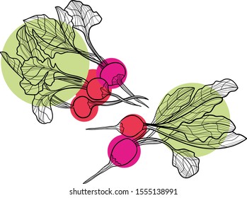 Garden radish line art vector illustration isolated on white. Vegetarian and vegan food picture. Minimalist radish image for menus, grocery stores, organic food posters, vegetable shopping lists.