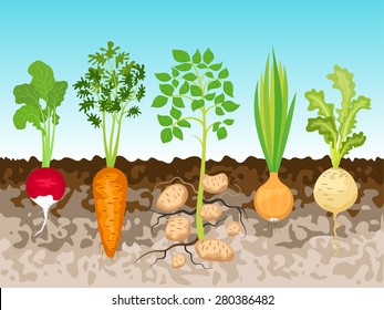 Garden with root vegetables, vector illustration eps 10