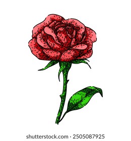 garden rose flower hand drawn. pink yellow, bouquet love, romance beauty garden rose flower vector sketch. isolated color illustration