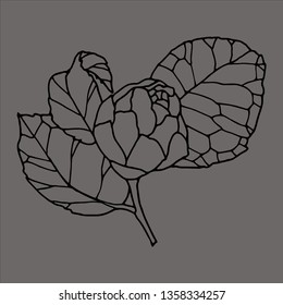 Garden rose hand drawn illustration. Flower drawing vector. Blooming detailed peony flower. Black silhouette on grey background. Stock line vector illustration botanic flower. Outline drawing.