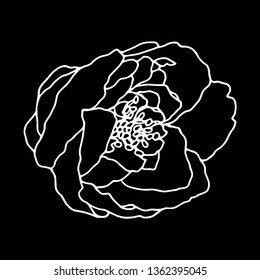 Garden rose hand drawn illustration. Flower drawing vector. Blooming detailed peony flower. White silhouette on black background. Stock line vector illustration botanic flower. Outline drawing.