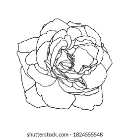 Vector dibujado a mano en el jardín. Pintura de línea sobre fondo blanco. Flor de primavera en color rosa con líneas de contorno dorado. Flor estilo grabado. Tarjeta de saludo de plantilla, banner de invitación a la boda.