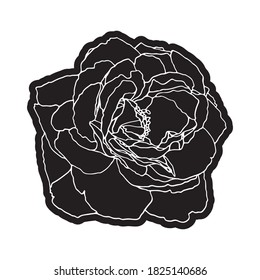 Garden rose hand drawn vector. Line-art on white background. Spring flower in pink color with gold contour lines. Engraving style flower. Template greeting card, wedding invitation banner.
