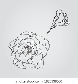 Garden rose hand drawn vector. Line-art on white background. Template greeting card, wedding invitation banner.