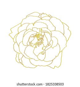 Garden rose hand drawn vector. Line-art on white background. Template greeting card, wedding invitation banner.
