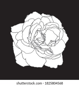 Garden rose hand drawn vector. Line-art on white background. Spring flower in pink color with gold contour lines. Engraving style flower. Template greeting card, wedding invitation banner.