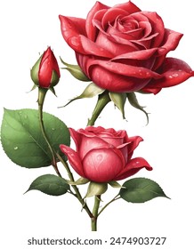  Una rosa jardín