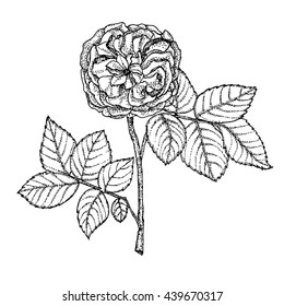 garden rose on a white background. Handmade. Highly detailed hand drawn roses. Vector illustration