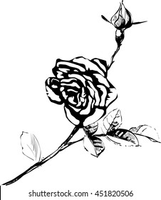Garden Roses
