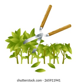 Garden shears trimming green branch of bushes, gardening tool equipment, spring work, isolated