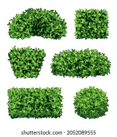 Garden shrub. Green realistic plants for ornamental decoration decent vector collection