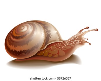 Garden snail