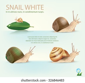  Garden Snail in front of white background.vector