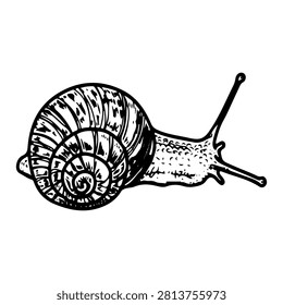 Garden snail. Hand drawn vector sketch. Crawling slug. Slow animal. Shell house. Pest. Line art graphic illustration.