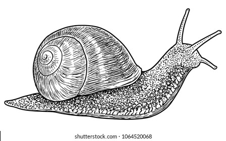 Garden snail illustration, drawing, engraving, ink, line art, vector