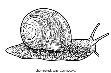 Garden snail illustration, drawing, engraving, ink, line art, vector