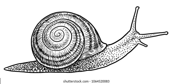 Garden snail illustration, drawing, engraving, ink, line art, vector