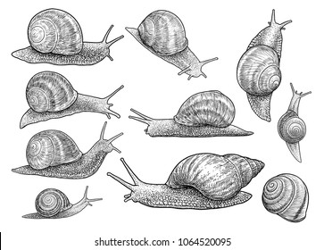 Garden snail illustration, drawing, engraving, ink, line art, vector
