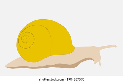 Garden snail isolated on white background. Slug with yellow shell icon, vector flat design eps 10