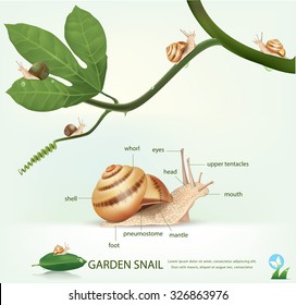 Garden snail on a branch, isolated on white.vector