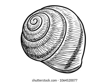 Garden snail shell illustration, drawing, engraving, ink, line art, vector