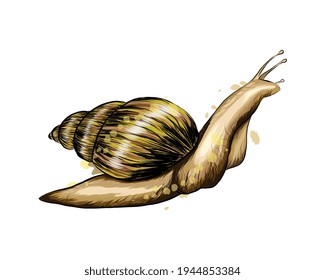 Garden snail from a splash of watercolor, colored drawing, realistic. Achatina giant. Vector illustration of paints