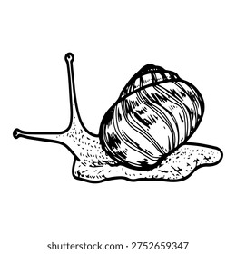 Garden snail. Vector sketch, hand drawn. Crawling slug. Shell house. Animal. Slimy body. Antenna horns. Pest. Gastropod mollusk. Line art graphic illustration.