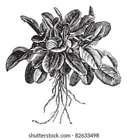 Garden sorrel or Rumex acetosa or Common Sorrel. Variety called Belleville, vintage engraved illustration. Trousset encyclopedia (1886 - 1891).