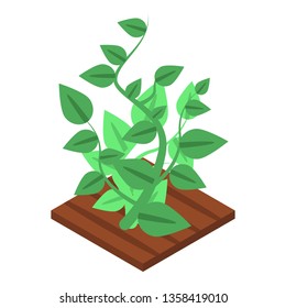 Garden soybean icon. Isometric of garden soybean vector icon for web design isolated on white background
