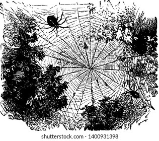 Garden spiders are also known as Epetra diadema. Illustration shows garden spider & its web. These spiders have eight legs & mostly found in all parts of the world vintage line drawing or engraving