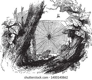 Garden spiders typically are not aggressive and are not known to be medically important, vintage line drawing or engraving illustration.